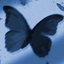 Profile picture of ‌Blue Butterfly‌