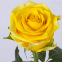 Profile picture of ‌رز زرد‌