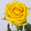 Profile picture of ‌رز زرد‌