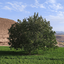 Profile picture of ‌سرحدی‌