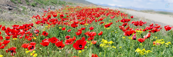 ‌Fatemeh Taghizadeh‌'s header picture