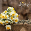 Profile picture of ‌منتظرم‌