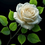 Profile picture of ‌نیکو‌