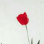 Profile picture of ‌امیرحسین alidost🇮🇷‌