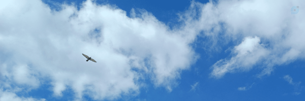 ‌Parham‌'s header picture