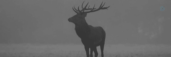 ‌IR‌'s header picture