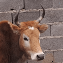 Profile picture of ‌گاوی در مراتع سوئیس‌