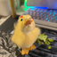 Profile picture of ‌Hedye🧋‌