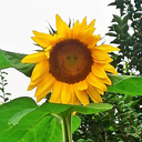 Profile picture of ‌ابراهیم صادقی‌