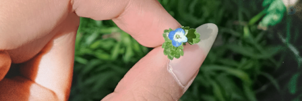 ‌ریحان‌'s header picture