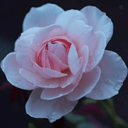 Profile picture of ‌مریم محمدی‌