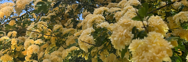 ‌Marjan‌'s header picture