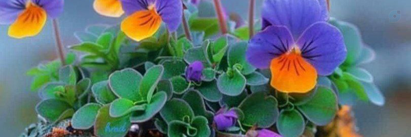 ‌سید یحیی هاشمی نژاد‌'s header picture