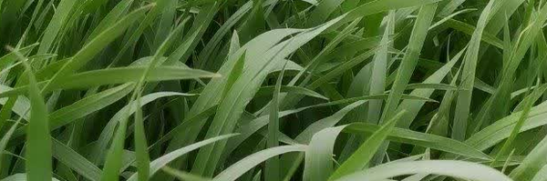 ‌ن صبوری‌'s header picture