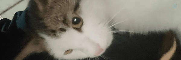 ‌Mooz Jooje‌'s header picture