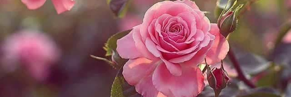‌از تبار باران‌'s header picture
