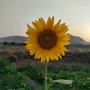 Profile picture of ‌فاطمه۶۶‌