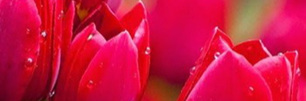 ‌ایمان ابراهیمی‌'s header picture