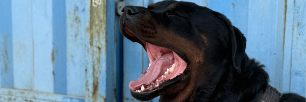 ‌Oscar‌'s header picture