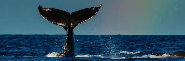‌ر ـ صاد‌'s header picture