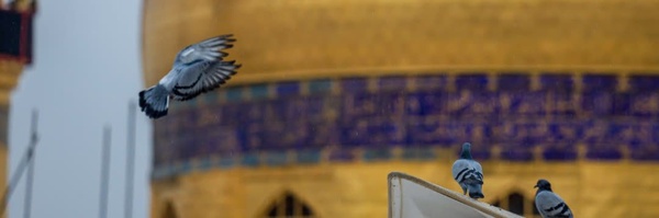 ‌فاطمه شرفی‌'s header picture