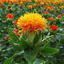 Profile picture of ‌فیروزه ای‌