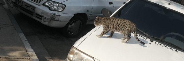 ‌داش پوتین‌'s header picture