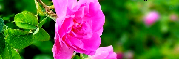 ‌حسن عباسی‌'s header picture