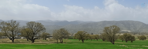 ‌M_chamandeh‌'s header picture