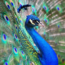 Profile picture of ‌آذرخش ..‌