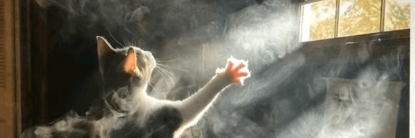 ‌Jizaz‌'s header picture