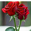 Profile picture of ‌زین العابدین انداده ی‌