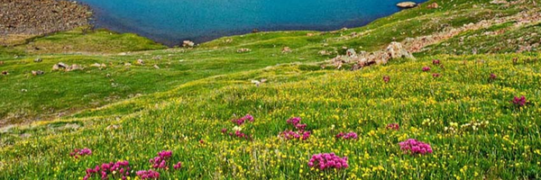 ‌احمد طاهرپور‌'s header picture