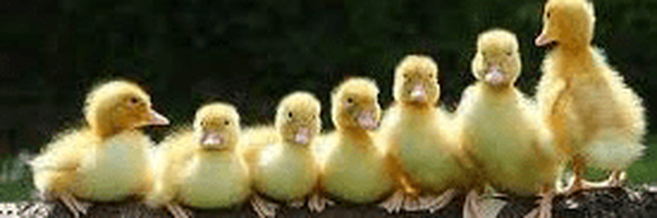 ‌خواجه گجت طوسی²‌'s header picture