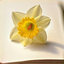 Profile picture of ‌گل نرگس‌