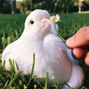 Profile picture of ‌بانوان، الگوی سوم‌