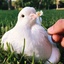 Profile picture of ‌بانوان، الگوی سوم‌