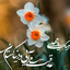 Profile picture of ‌سادات موسوی‌
