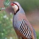Profile picture of ‌رضا سلاری‌
