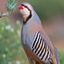 Profile picture of ‌رضا سلاری‌