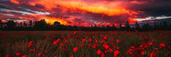‌Ali‌'s header picture