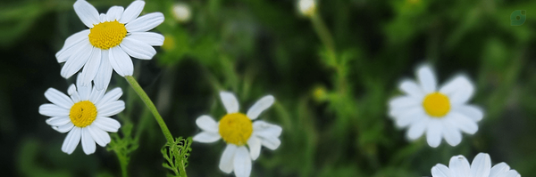‌parvin roushani‌'s header picture