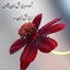 Profile picture of ‌علی محمدی‌