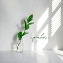 Profile picture of ‌حنیفا|Hanifa‌