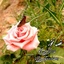 Profile picture of ‌ایران‌