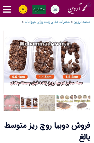 فروش دوبیا روچ ریز متوسط بالغ Dubia Roaches
فروش دوبیا روچ ریز متوسط بالغ ۱۸۲۶|۶۸۲|۰۹۱۲ پیامک یا اپ ها
 فروشگاه اینترنتی حشرات