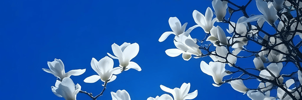 ‌شهرام شهمیری‌'s header picture