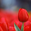 Profile picture of ‌عسل @‌