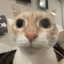 Profile picture of ‌Robert‌