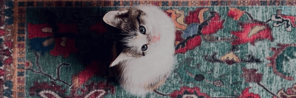 ‌⊰𝑴𝒐𝒏𝒊𝒍𝒂⊱‌'s header picture